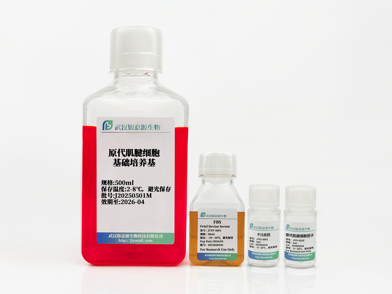 原代肌腱细胞培养体系